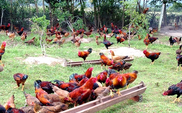 Năng Suất Cao Với Kỹ Thuật Nuôi Gà Thả Vườn Chuẩn