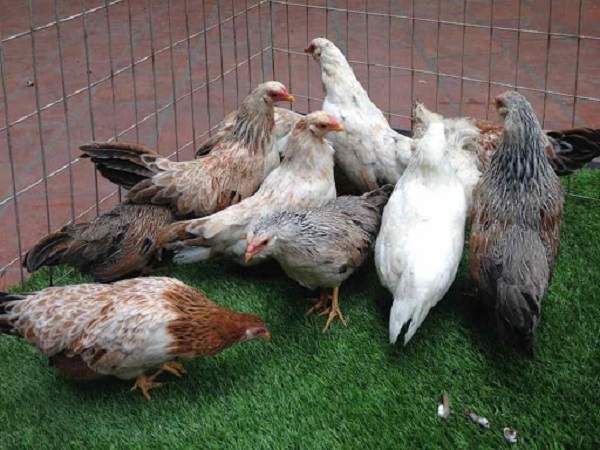 Đúc Kết Kỹ Thuật Nuôi Gà Tre Từ Mô Hình Đã Thành Công