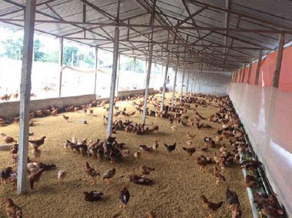 Có thể dùng vaccine để phòng bệnh cho gà trẻ