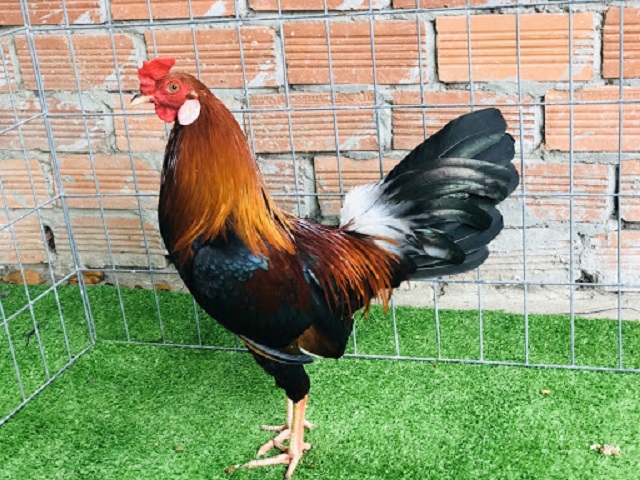 Thức ăn cho gà tre cần được cân nhắc và lựa chọn phù hợp