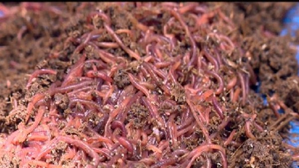 Lượng thức ăn giun quế tiêu thụ mỗi ngày sẽ tương đương với trọng lượng cơ thể của chúng