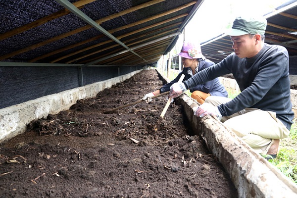Kỹ Thuật Nuôi Giun Quế Đạt Chuẩn Đem Lại Năng Suất Cao