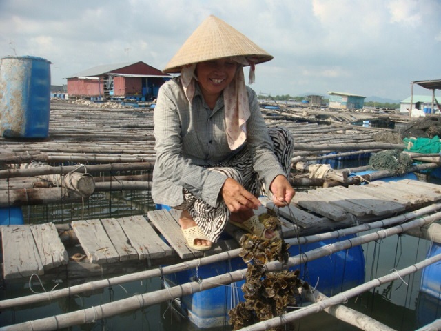 Bí Quyết Để Hoàn Thiện Kỹ Thuật Nuôi Hàu Năng Suất Cao