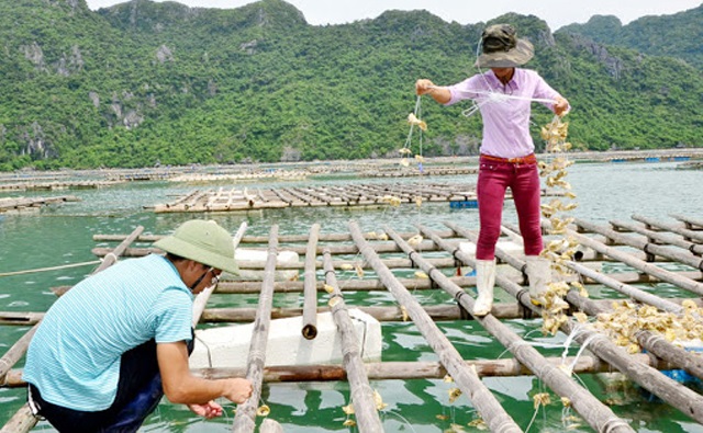 Hàu nuôi sau khoảng 18 tháng đã có thể thu hoạch