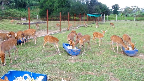 Hươu sao có thể ăn được nhiều dòng thức ăn khác nhau