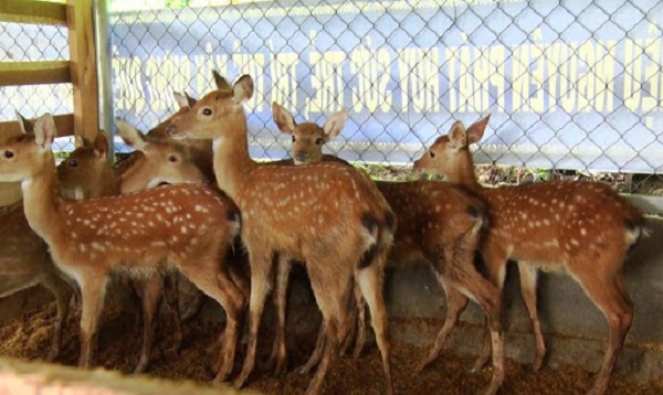 Chia Sẻ Kỹ Thuật Nuôi Hươu Thương Phẩm Đạt Năng Suất Cao