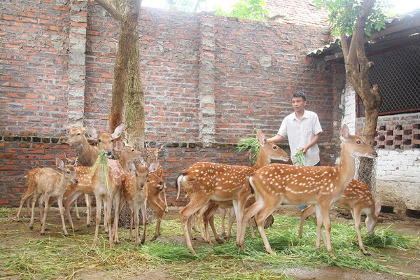 Hươu đực khoảng 2 năm tuổi đã bắt đầu cho nhung và có thể thu hoạch lần đầu tiên