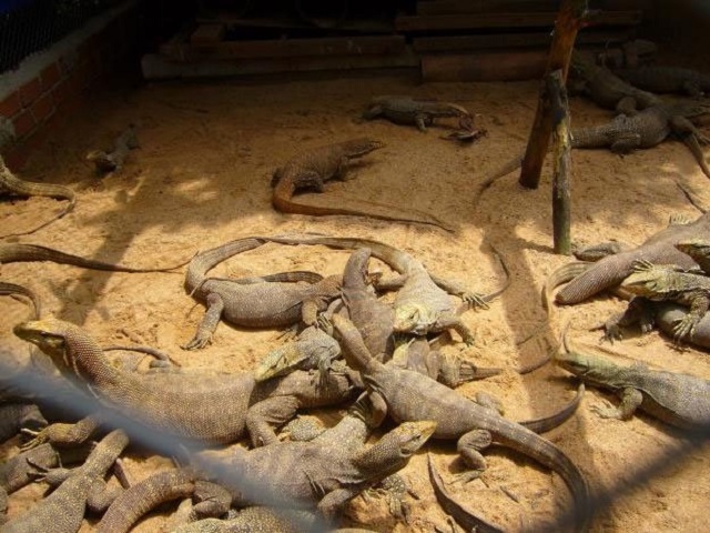 Kỹ Thuật Nuôi Kỳ Đà Đem Lại Nguồn Thu Nhập Lớn