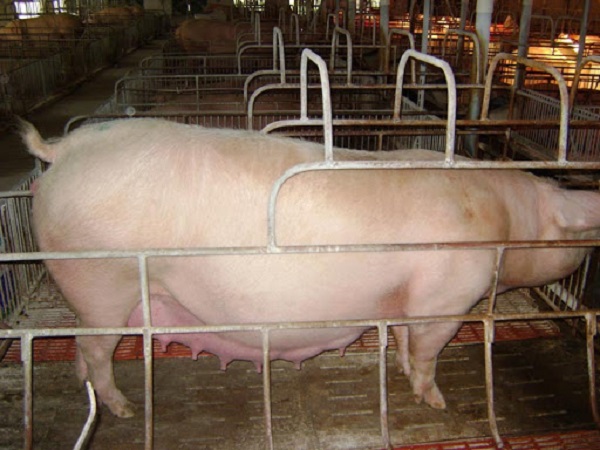 Kỹ thuật chăm sóc lợn nái khi mang thai ảnh hưởng trực tiếp đến quá trình phát triển của heo con