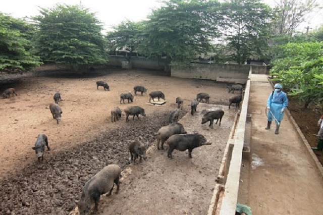 Bạn có thể xây dựng mô hình nuôi lợn rừng theo kiểu thả rông