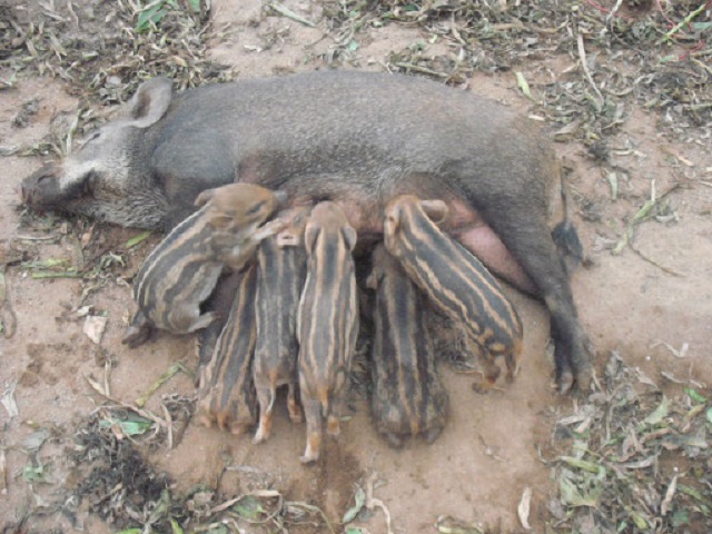 Sau khi đẻ, lợn mẹ sẽ nuôi con trong nhà đẻ cho tới khi cai sữa, trung bình khoảng 1,5 tháng.