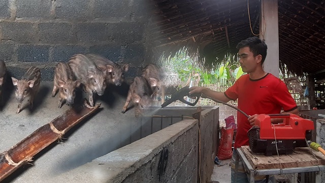 Lợn rừng có thể ăn thêm cây thuốc Nam để hỗ trợ trị bệnh