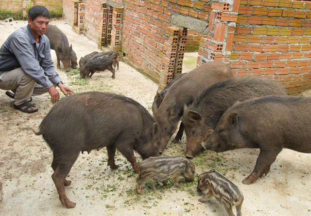 Kỹ Thuật Nuôi Heo Rừng Cho Chất Lượng Thịt Cao