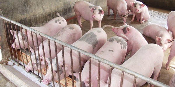 Kỹ Thuật Nuôi Lợn Thịt Khỏe - Năng Suất Cao