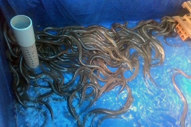 Hiện tại có rất nhiều hình thức nuôi lươn khác nhau được áp dụng