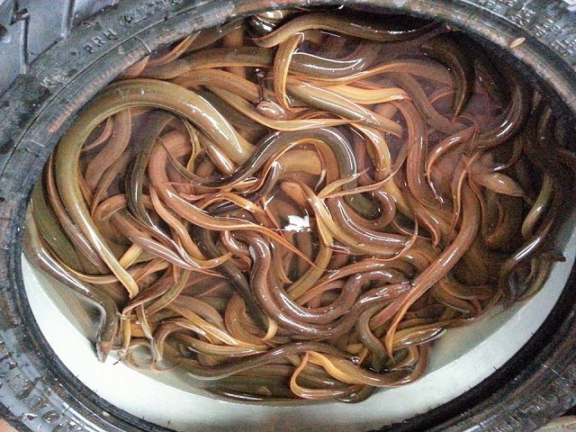 Chia Sẻ Chi Tiết Kỹ Thuật Nuôi Lươn Mang Hiệu Quả Kinh tế Cao