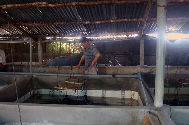 Khi lươn đạt kích cỡ thương phẩm thì có thể thu hoạch