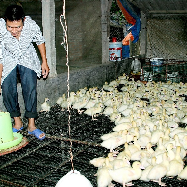 Chuông nuôi ngan lấy thịt ần được xử lý đúng theo quy trình vệ sinh tiêu chuẩn