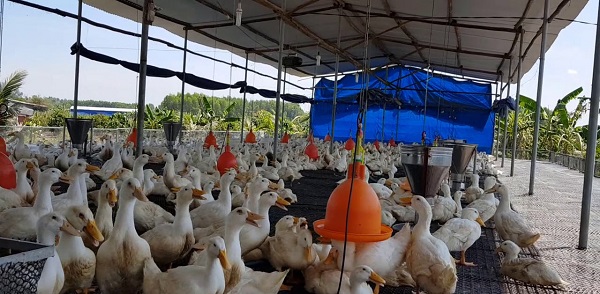 Kỹ Thuật Nuôi Ngan Lấy Thịt Đạt Tiêu Chuẩn