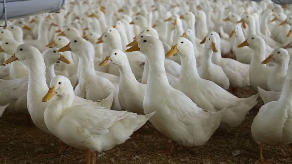 Thức ăn chính của ngan là cám, gạo và rau xanh