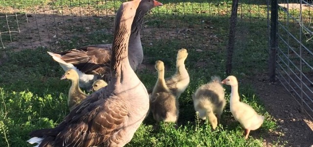 Chuồng trại cho ngỗng nên đảm bảo sạch và thông thoáng