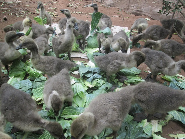 Chia Sẻ Kỹ Thuật Nuôi Ngỗng Khỏe - Ít Bệnh