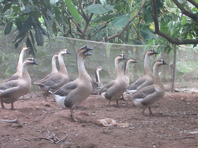 Để đề phòng bệnh cho ngỗng người chăn nuôi cần chú ý kiểm tra sức khỏe ngỗng định kỳ