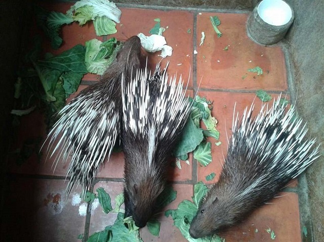 Hướng Dẫn Kỹ Thuật Nuôi Nhím Đúng Chuẩn Từ Chuyên Gia