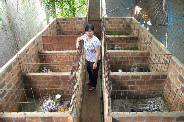 Buổi trưa là thời gian nhím ngủ trưa nên không nên tiếp xúc chúng vào lúc này