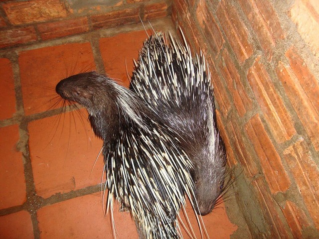 Nhím con sau sinh khoảng 3 tháng có thể tách ra