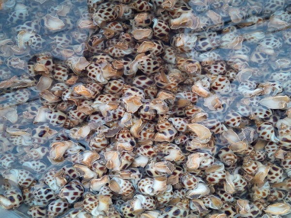 Tổng Hợp Những Điều Cần Biết Về Kỹ Thuật Nuôi Ốc Hương