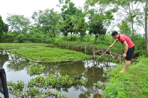 Bạn cần quan sát và căn mực nước trong ao thật chuẩn để ốc có môi trường sống tốt nhất
