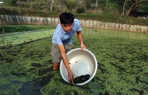 Năng Suất Cao Với Kỹ Thuật Nuôi Ốc Nhồi Đạt Chuẩn