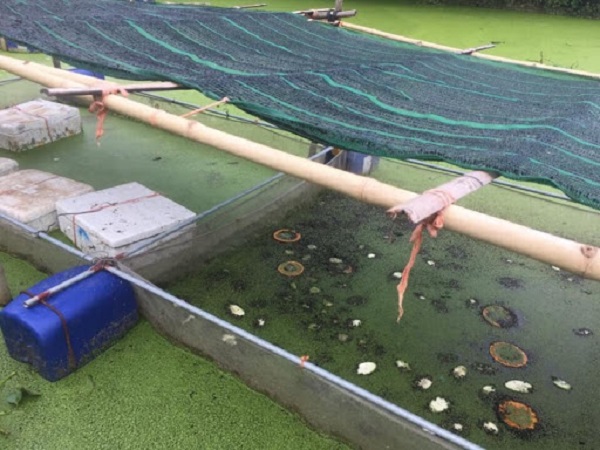 Việc chọn ốc giống rất quan trọng vì chúng quyết định đến sản lượng