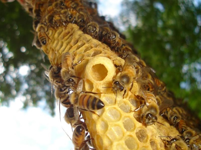 Kỹ Thuật Nuôi Ong Lấy Mật Cho Doanh Thu Lớn