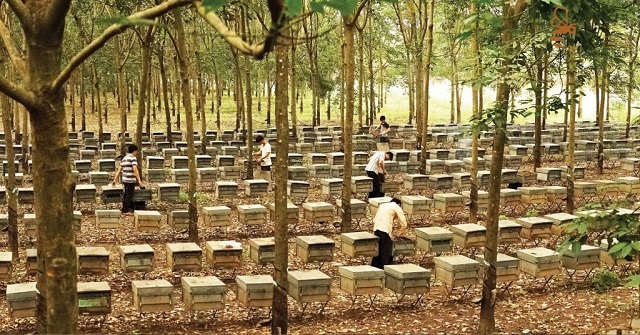 Chi Tiết Kỹ Thuật Nuôi Ong Mật Nội Địa