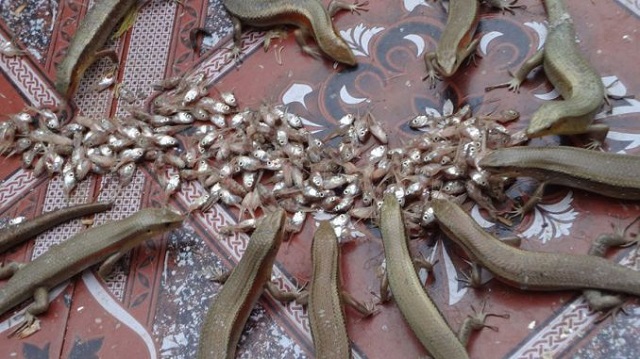 Chuồng nuôi rắn mối thông thường sẽ được thiết kế với những yếu tố nhân tạo đan xen tự nhiên