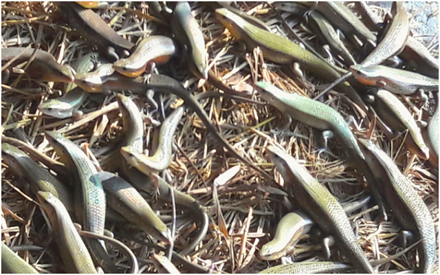 Kỹ Thuật Nuôi Rắn Mối Môi Trường Nhân Tạo