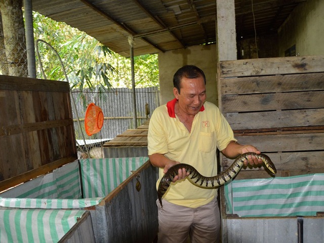 Rắn ri cá nuôi trong 18 tháng có thể thu hoạch