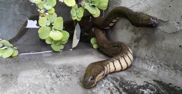 Kỹ Thuật Nuôi Rắn Ri Voi Đơn Giản Cho Năng Suất Cao