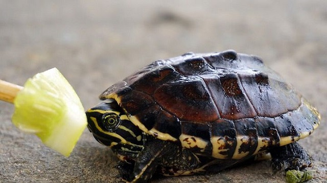 Tổng Hợp Kỹ Thuật Nuôi Rùa Đảm Bảo Tỷ Lệ Sống Cao