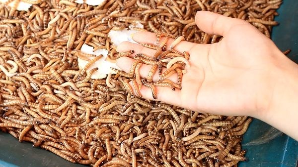 Bạn cần tìm đến những địa chỉ uy tín để mua sâu gạo nhỏ có sức khỏe tốt