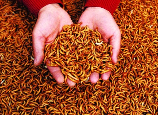 Kỹ Thuật Nuôi Sâu Gạo Nhỏ Cho Năng Suất Đạt Chuẩn