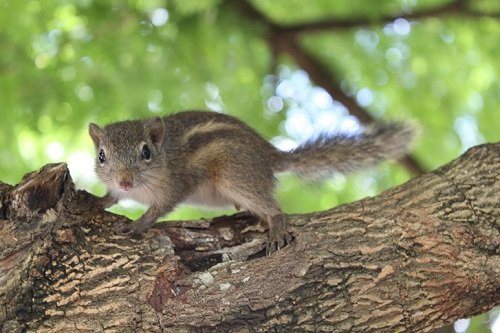 Tổng Hợp Kỹ Thuật Nuôi Sóc Rừng Khỏe Mạnh