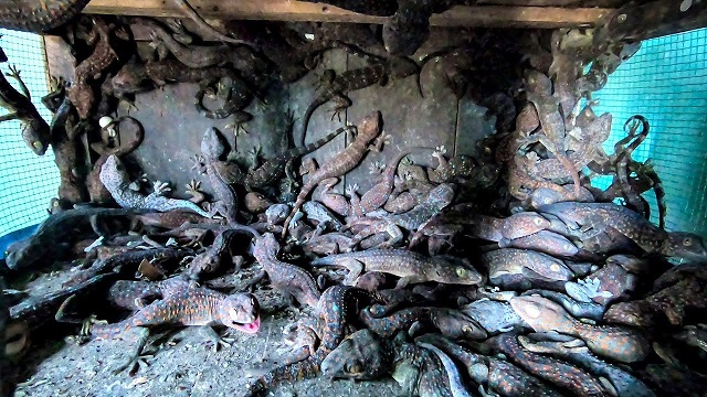 Thông thường mỗi lứa tắc kè sẽ sinh sản 2 trứng