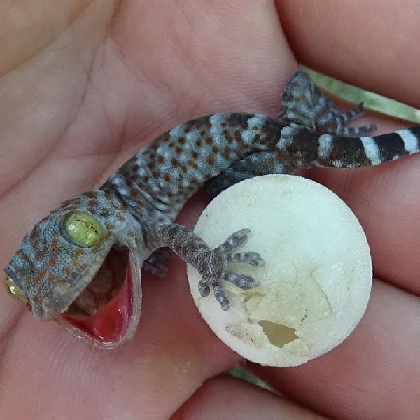 Nội Dung Chi Tiết Kỹ Thuật Nuôi Tắc Kè Hoa