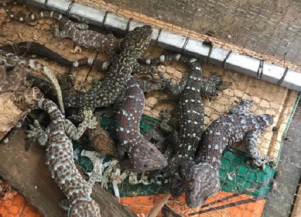 Chuồng tắc kè hoa cần đảm bảo luôn được dọn dẹp sạch sẽ hàng ngày