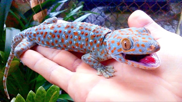 Nuôi tắc kè hoa hiện nay cũng là xu hướng chăn nuôi mang đến lợi nhuận cao