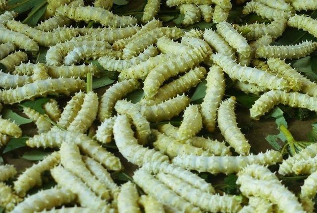 Chuyên Gia Chia Sẻ Gì Về Kỹ Thuật Nuôi Tằm?