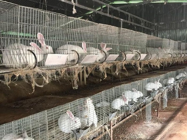 Thỏ cỡ nhỡ vẫn sử dụng nguồn thức ăn chính là rau và các loại lá cây